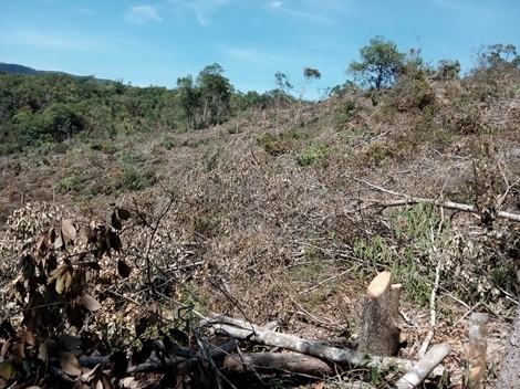 Truy trách nhiệm Phó Chủ tịch huyện liên quan đến 110ha rừng bị chặt phá